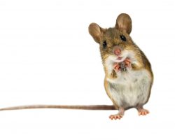 How To Keep Mice Out Of Camper Or RV (Ultimate Guide: With 10 Tips)