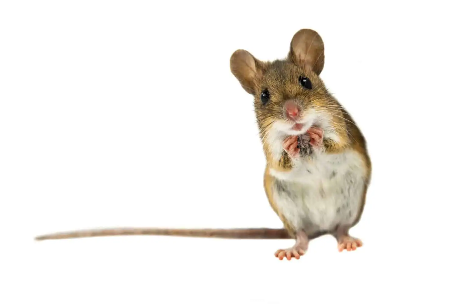 How To Keep Mice Out Of Camper Or RV